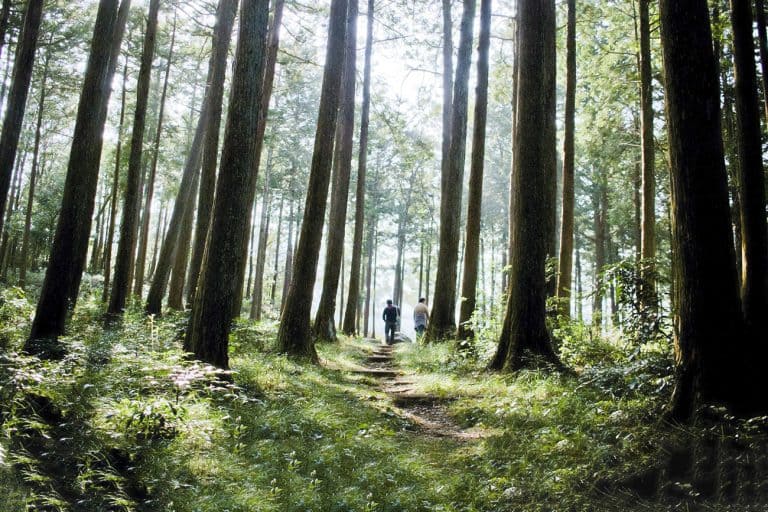 Wooden Washbasin shizq